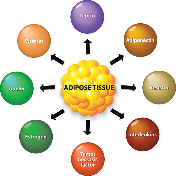 Adipose tissue and hormones Adipose tissue is an endocrine organ that secretes numerous protein hormones, including leptin, adiponectin, resistin, interleukin, apelin, tumor necrosis factor and estrogen. oestrogen stock illustrations