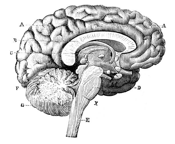 Antique medical scientific illustration high-resolution: brain Antique medical scientific illustration high-resolution: brain cerebellum illustrations stock illustrations