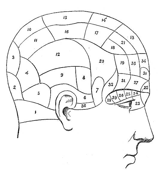 ilustraciones, imágenes clip art, dibujos animados e iconos de stock de cabeza frenológica del cráneo humano - cabeza frenológica