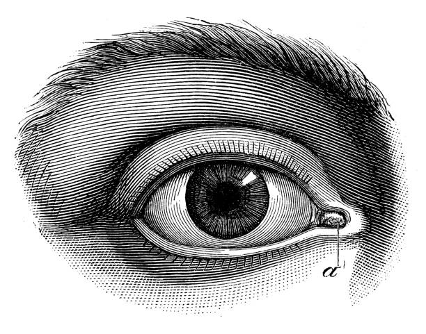 antikes medizinische wissenschaftliche illustrationen hoher auflösung: menschliches auge - illustration and painting engraved image engraving pencil drawing stock-grafiken, -clipart, -cartoons und -symbole