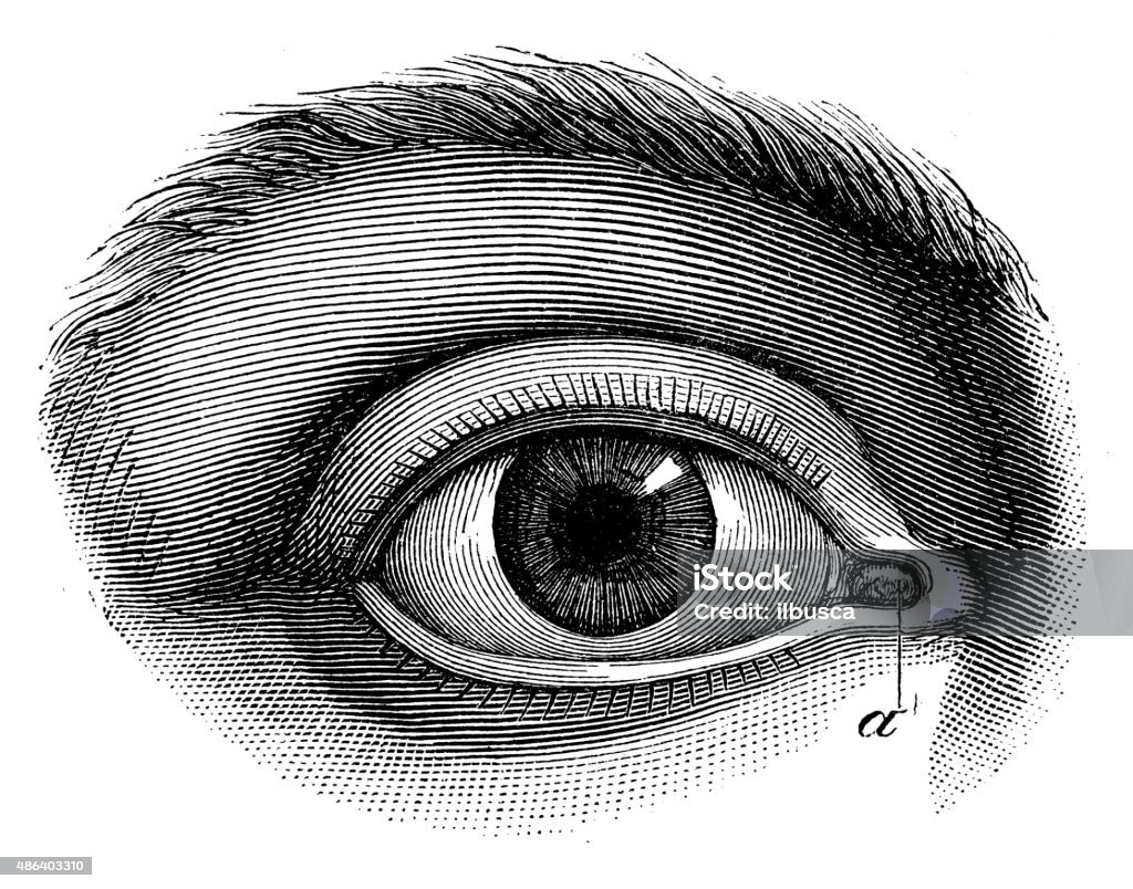 Antique medical scientific illustration high-resolution: human eye Eye stock illustration