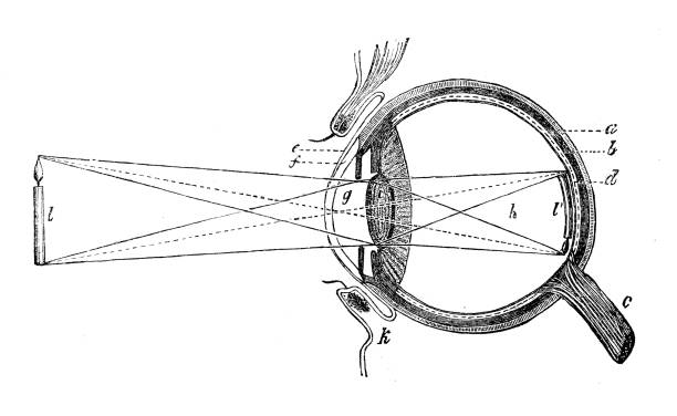 illustrations, cliparts, dessins animés et icônes de antique scientifique médicale illustrations haute résolution: oeil humain - choroid