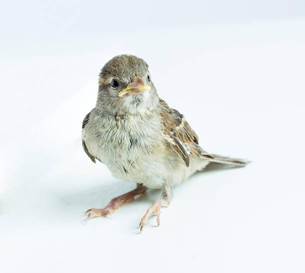sparrow チック - chirrup ストックフォトと画像