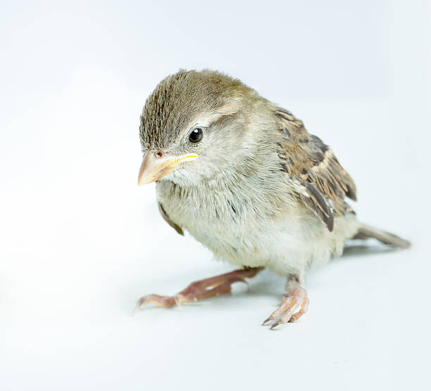 gorrión chick - chirrup fotografías e imágenes de stock