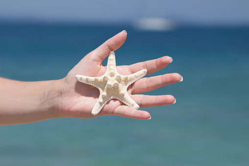Female hand holding a starfish (sea star)