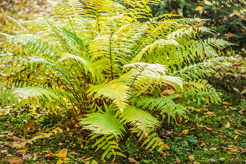 Green fern in autumn forest primeval.