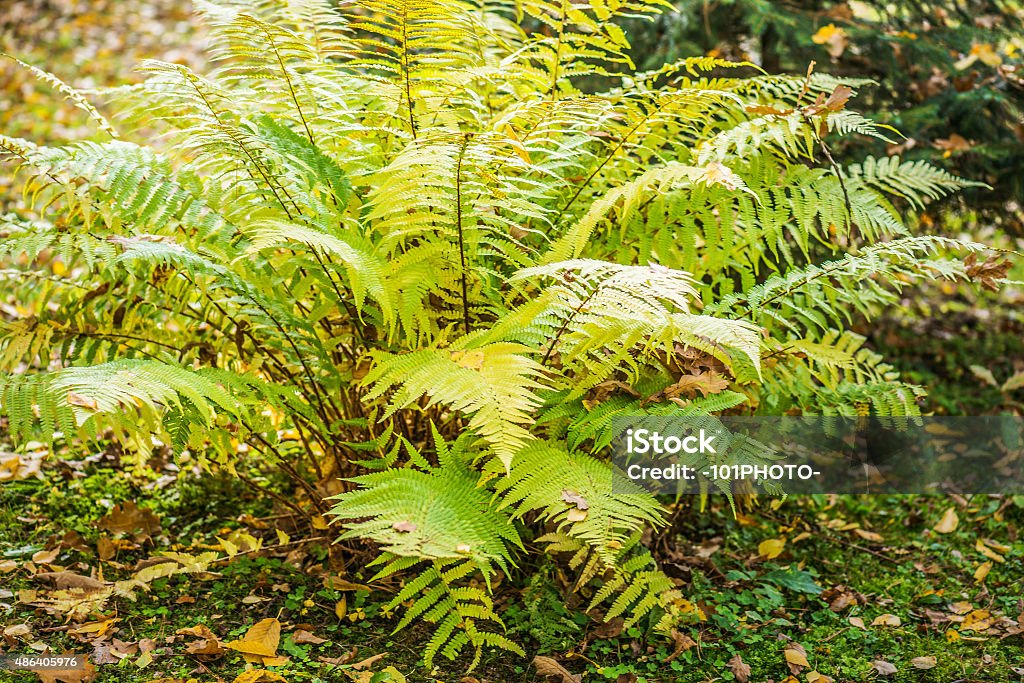 Green fern Green fern in autumn forest primeval. 2015 Stock Photo