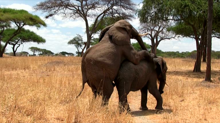 17,641 Mating Stock Videos and Royalty-Free Footage - iStock | Animals mating, Mating dance, Mating animals 17,641 Mating Stock Videos and Royalty-Free Footage - iStock | Animals mating, Mating dance, Mating animals