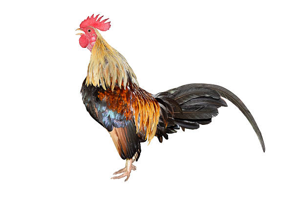 istock chicken bantam ,Rooster crowing isolated on white (Die cutting) 486407198