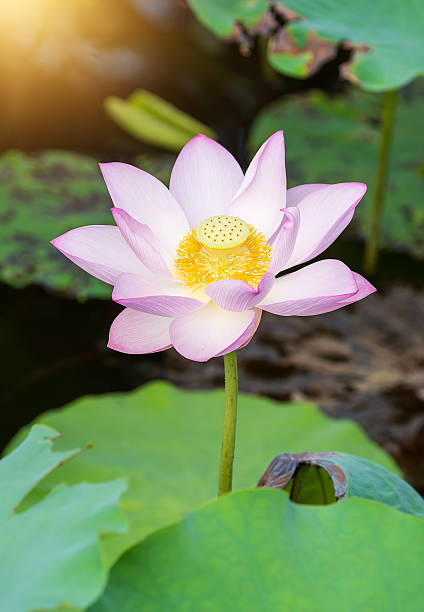 istock blooming lotus flower 486407650
