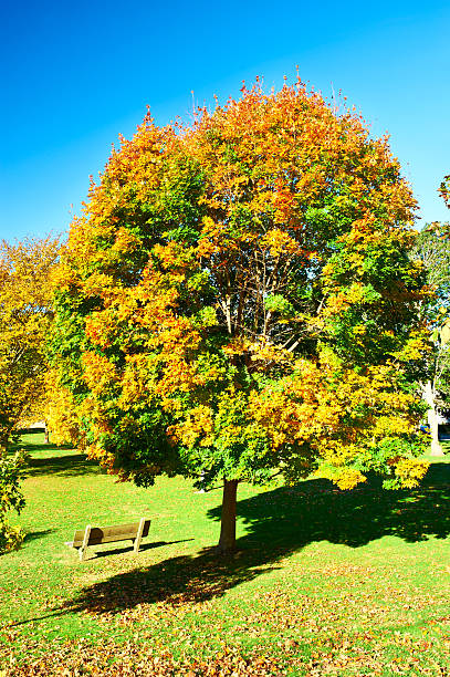 istock Suburban neighborhood in autumn 486408596