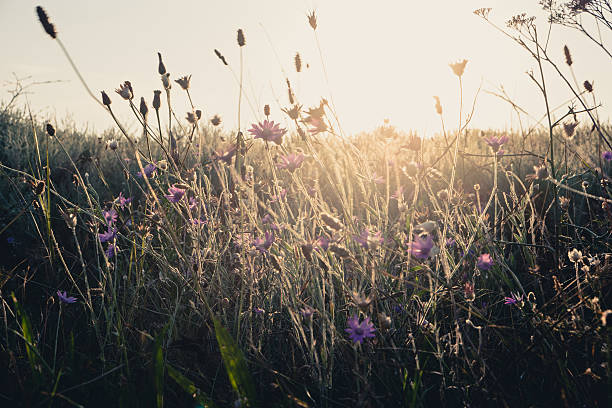 istock Field of dry wild weed backlit in the evening with 486409706