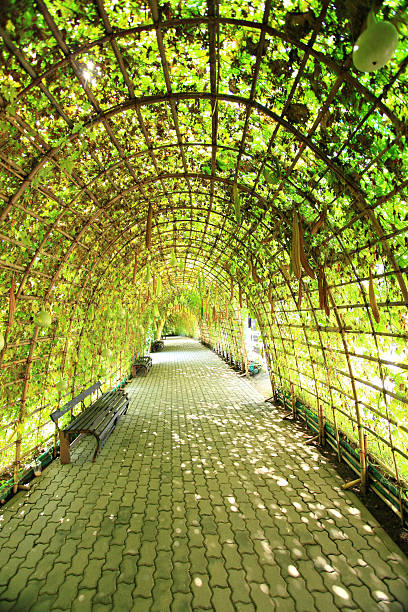 istock The plant corridor in Royal Botanical Garden, 486413792