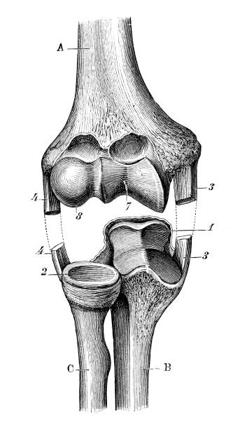 antyczne ilustracja naukowych, medycznych wysokiej rozdzielczości: łaty na łokciach - arm bone audio stock illustrations