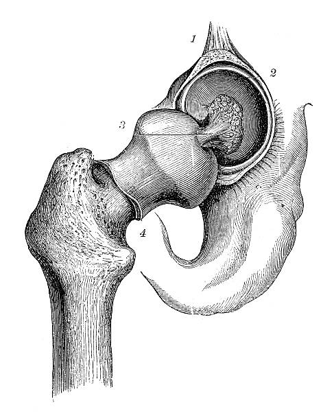 Antique medical scientific illustration high-resolution: hip joint Antique medical scientific illustration high-resolution: hip joint femur bone anatomy drawing stock illustrations