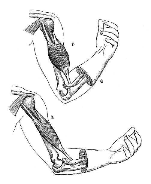 antyczne ilustracja naukowych, medycznych wysokiej rozdzielczości: łaty na łokciach - arm bone audio stock illustrations