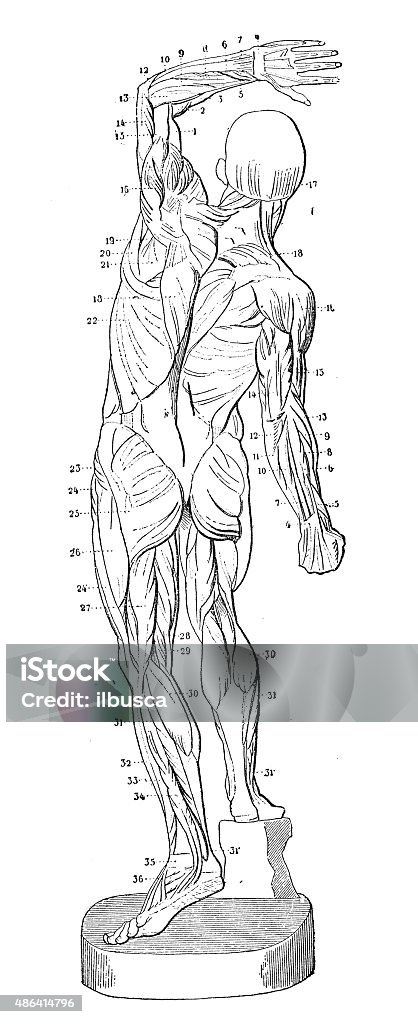 Antique medical scientific illustration high-resolution: muscles Back stock illustration