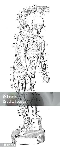 Antique Medical Scientific Illustration Highresolution Muscles Stock Illustration - Download Image Now