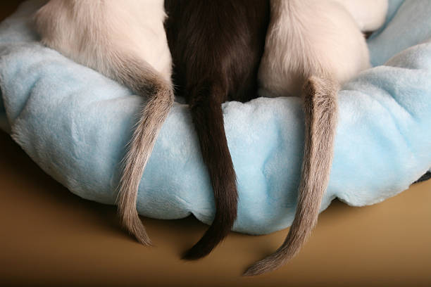 siamese et oriental chatons queues sur un lit - animal fur domestic cat persian cat photos et images de collection