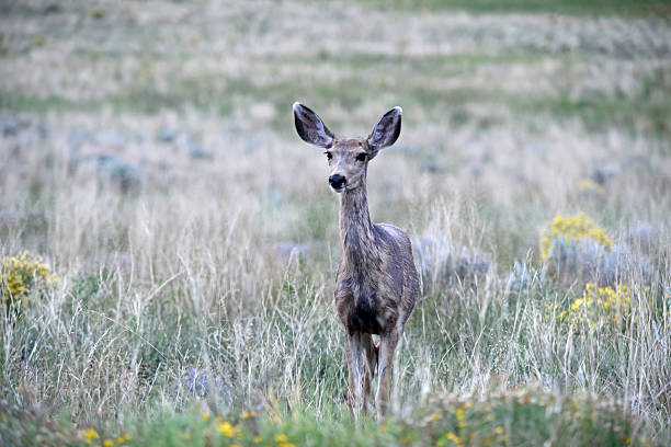 istock Mule Deer in the Rocky Mountains 486415202