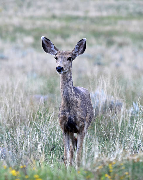 istock Mule Deer in the Rocky Mountains 486415218