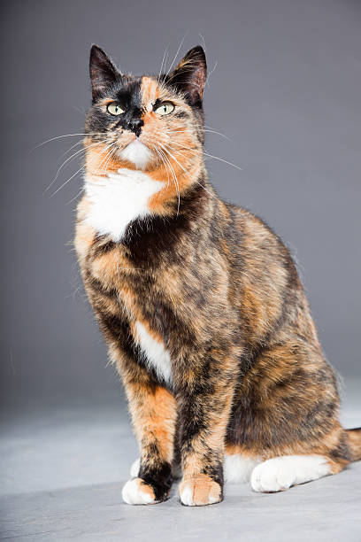istock Beautiful young brown black white spotted cat. 486415303