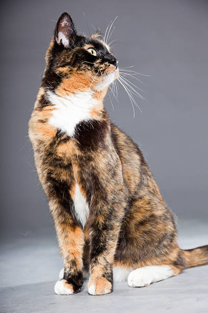 istock Beautiful young brown black white spotted cat. 486415305