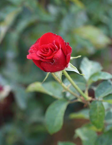 istock red rose flower in  plant 486415659