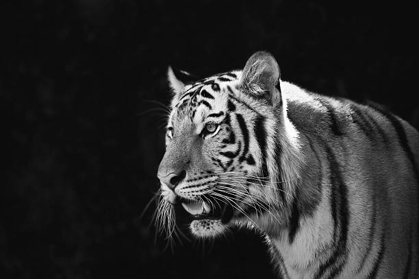 istock Portrait of Amur Tigers 486415841