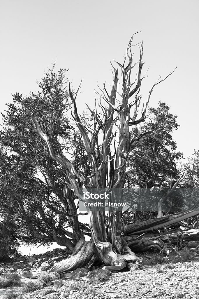 Gołe drzewo - Zbiór zdjęć royalty-free (Bez ludzi)
