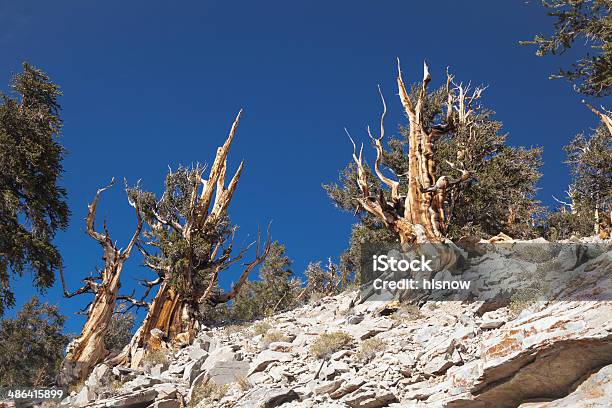 Schroffe Gelände Stockfoto und mehr Bilder von Ast - Pflanzenbestandteil - Ast - Pflanzenbestandteil, Baum, Bizarr