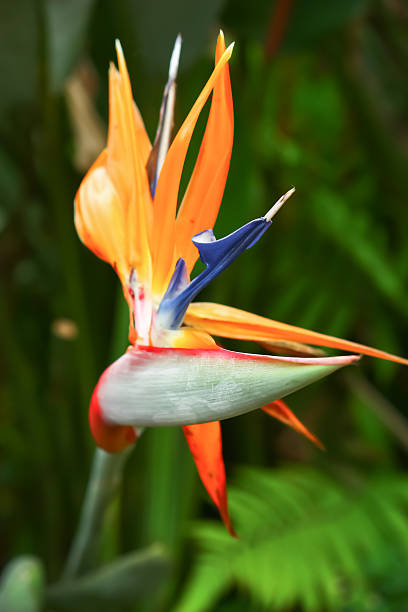 istock Bird of paradise 486416259