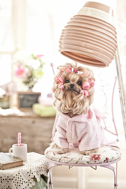 istock Yorkshire Terrier Dog Day at the Salon 486416285