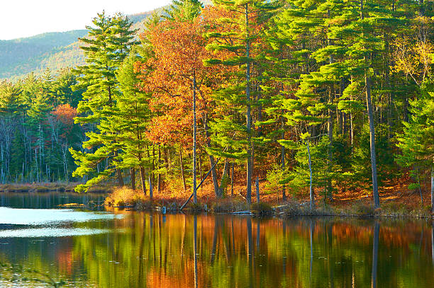 istock Pond in White Mountain National Forest, New Hampshire 486416658