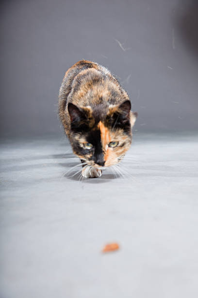 istock Beautiful young brown black white spotted cat. 486416713