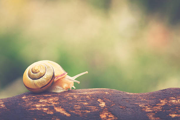 caracol europeo viene su vías - snail environmental conservation garden snail mollusk fotografías e imágenes de stock