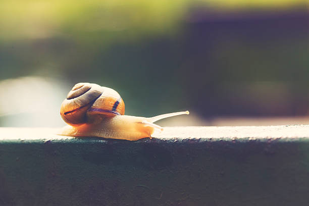 caracol europeo viene su vías - snail environmental conservation garden snail mollusk fotografías e imágenes de stock