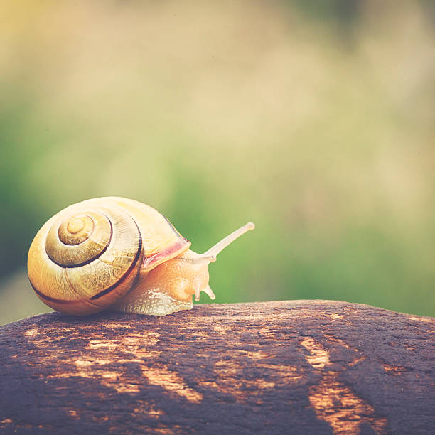 caracol de jardim é o caminho - snail environmental conservation garden snail mollusk - fotografias e filmes do acervo