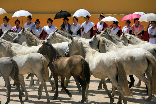 Saintes-Maries de la Mer, France - July 29, 2012: Abrivado. Horse running in the arena. Women in traditional costume and umbrella are aligned in the background.