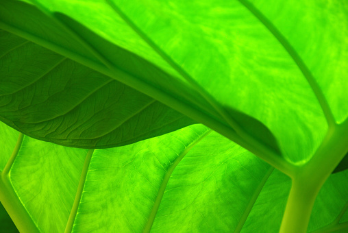 Leaf of the Giant Taro plant, growing in a rainforest.