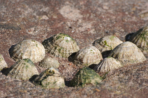 Close up of seashells on rocks