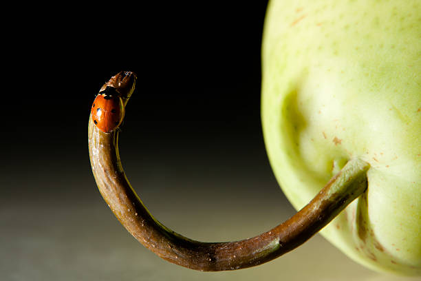 Ladybird on a pear stock photo