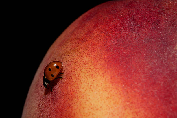 Ladybird on a peach stock photo