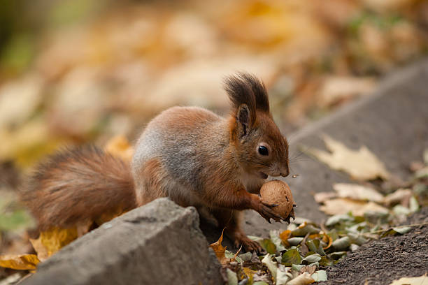 Squirrel with nut stock photo