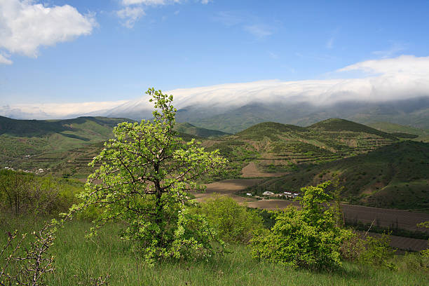 Vineyard foothills stock photo