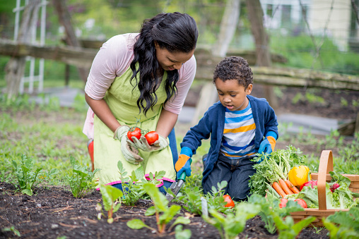 A mother and her son are picking vegetables from the garden together, the little boy is holding a gardening tool and is digging up produce.