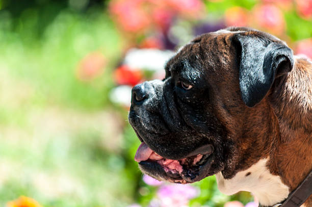 istock Close-up of a boxer 486420982