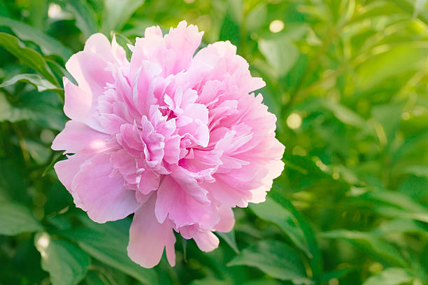 istock Pink peony blooming in the garden 486421102