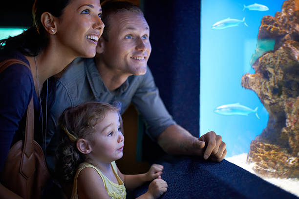 ご家族ご一緒のことを学ぶます。 - candid underwater animal aquarium ストックフォトと画像