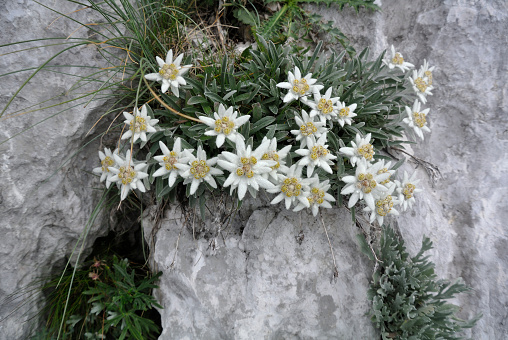 Rare and beautiful endangered flower from the Alps.